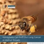 Honeybees Can Sniff Out Lung Cancer in Human Breath