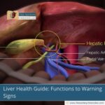 Liver-Health-Guide:-Functions-to-Warning-Signs-The-Aartery-Chronicles-TAC