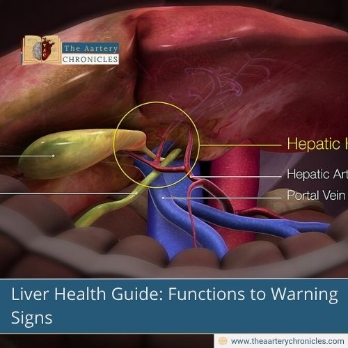 Liver-Health-Guide:-Functions-to-Warning-Signs-The-Aartery-Chronicles-TAC