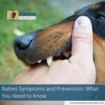Rabies-Symptoms-and-Prevention:-What-You-Need-to-Know-The-Aartery-Chronicles-TAC