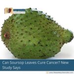 Can Soursop Leaves Cure Cancer? New Study Says