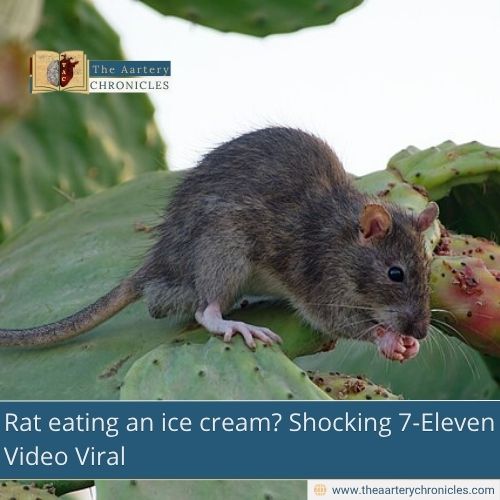 Rat eating an ice cream? Shocking 7-Eleven Video Viral