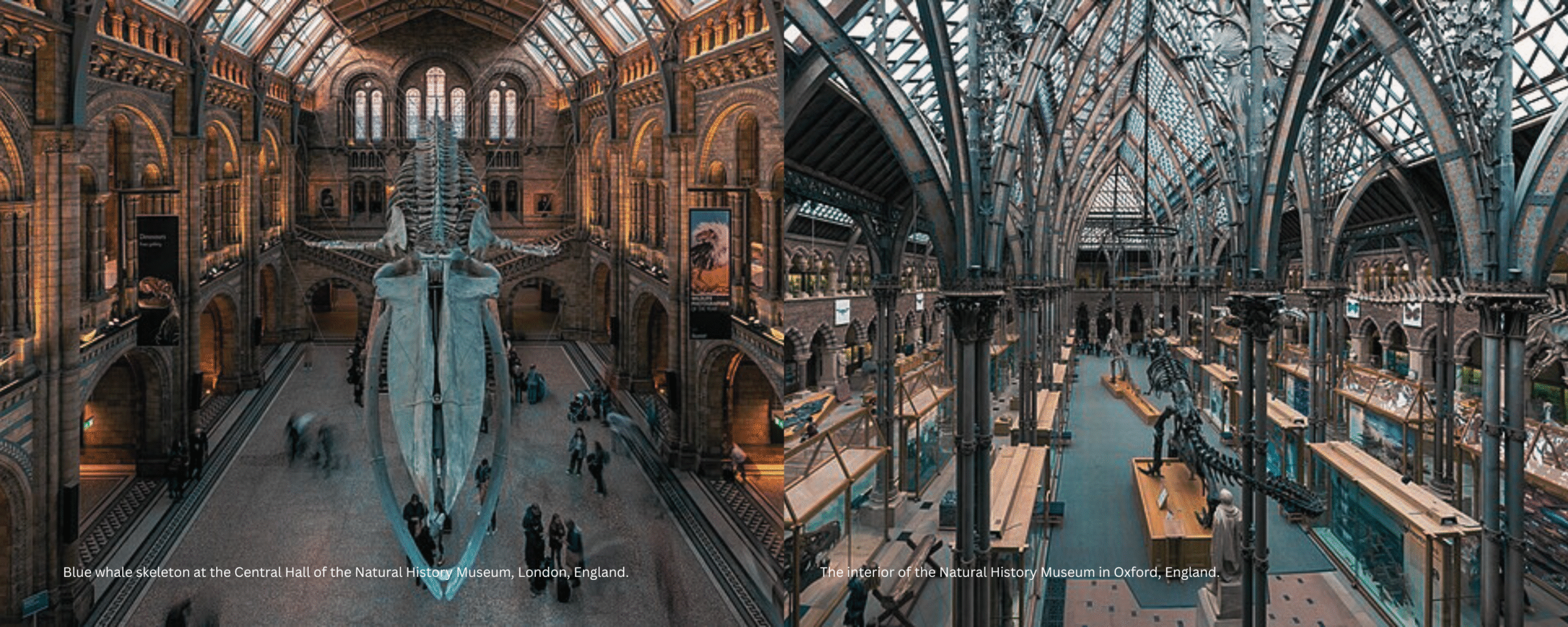 Blue whale skeleton suspended in the Central Hall of the Natural History Museum, London, with visitors walking beneath the grand Victorian architecture and The interior of the Natural History Museum in Oxford, England.