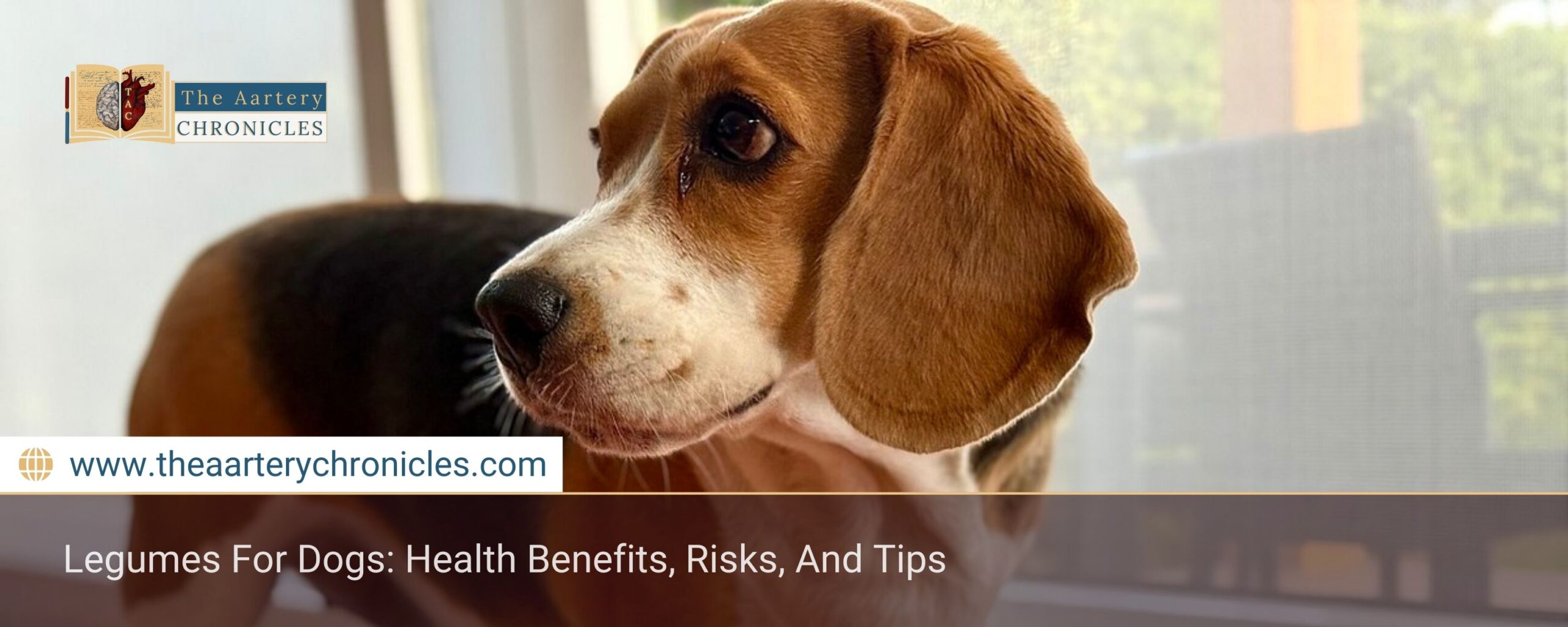 Legumes-For-Dogs:-Health-Benefits,-Risks,-And-Tips-The-Aartery-Chronicles-TAC