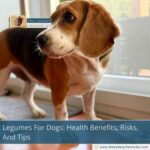 Legumes-For-Dogs:-Health-Benefits,-Risks,-And-Tips-The-Aartery-Chronicles-TAC