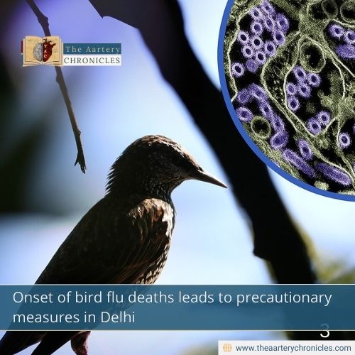 Onset-of-bird-flu-deaths-leads-to-precautionary-measures-in-Delhi-The-Aartery-Chronicles-TAC