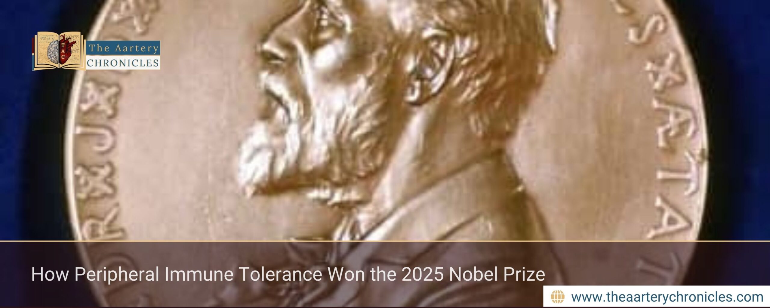 How Peripheral Immune Tolerance Won the 2025 Nobel Prize