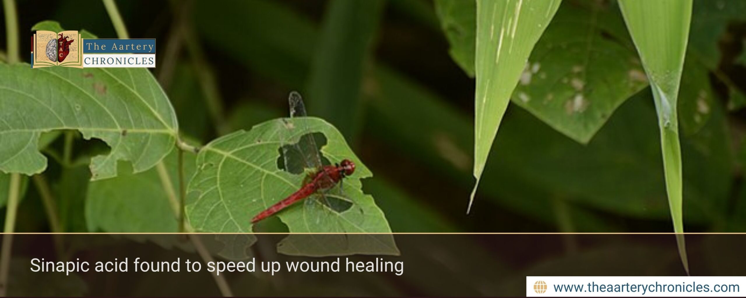 Sinapic acid found to speed up wound healing