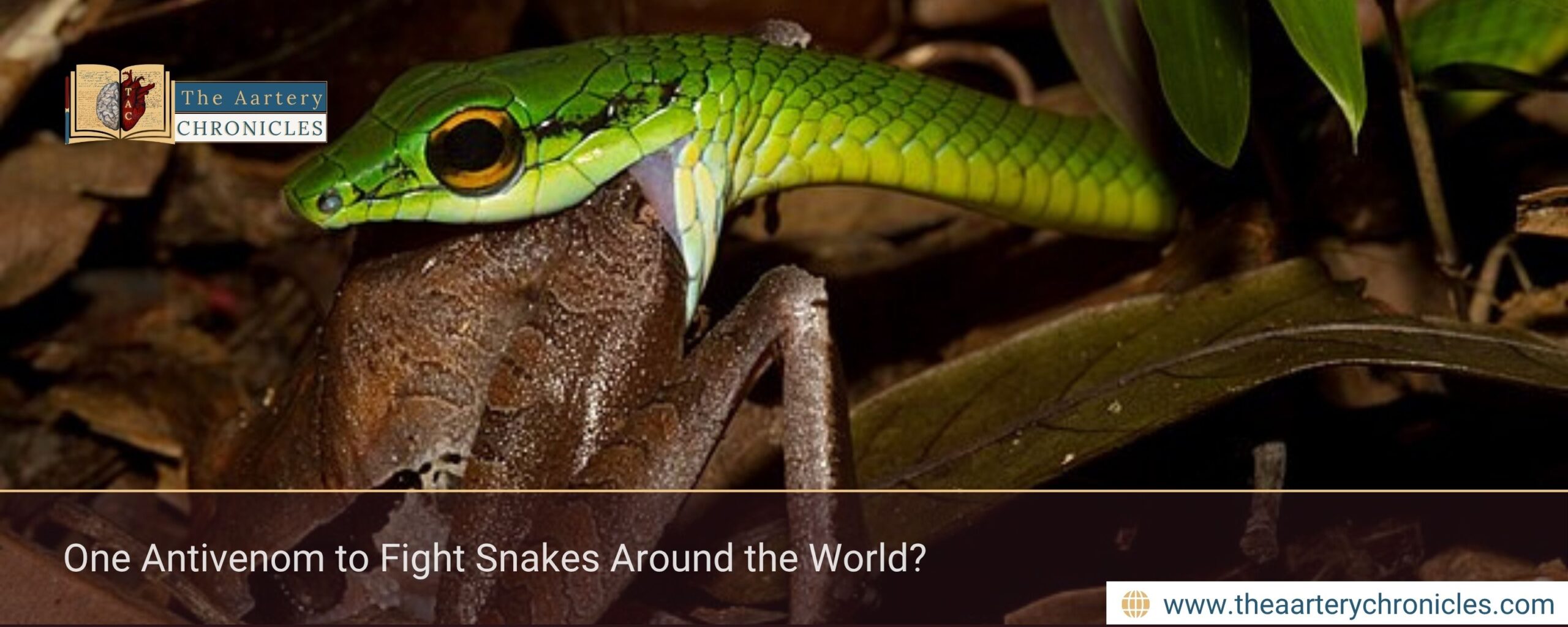 One Antivenom to Fight Snakes Around the World?