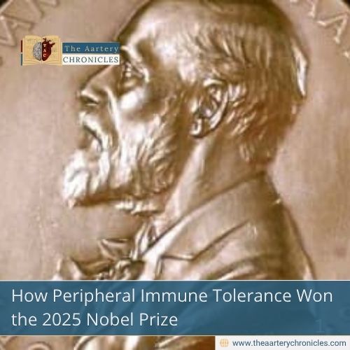How Peripheral Immune Tolerance Won the 2025 Nobel Prize