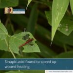 Sinapic acid found to speed up wound healing