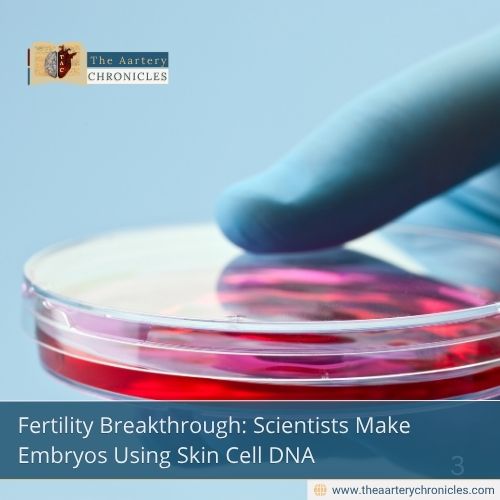 Fertility-Breakthrough:-Scientists-Make-Embryos-Using-Skin-Cell-DNA-The-Aartery-Chronicles-TAC