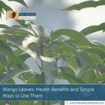 Mango-Leaves:-Health-Benefits-and-Simple-Ways-to-Use-Them-The-Aartery-Chronicles-TAC