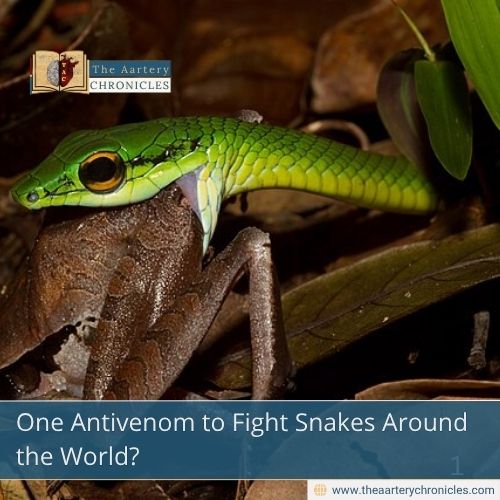 One Antivenom to Fight Snakes Around the World?