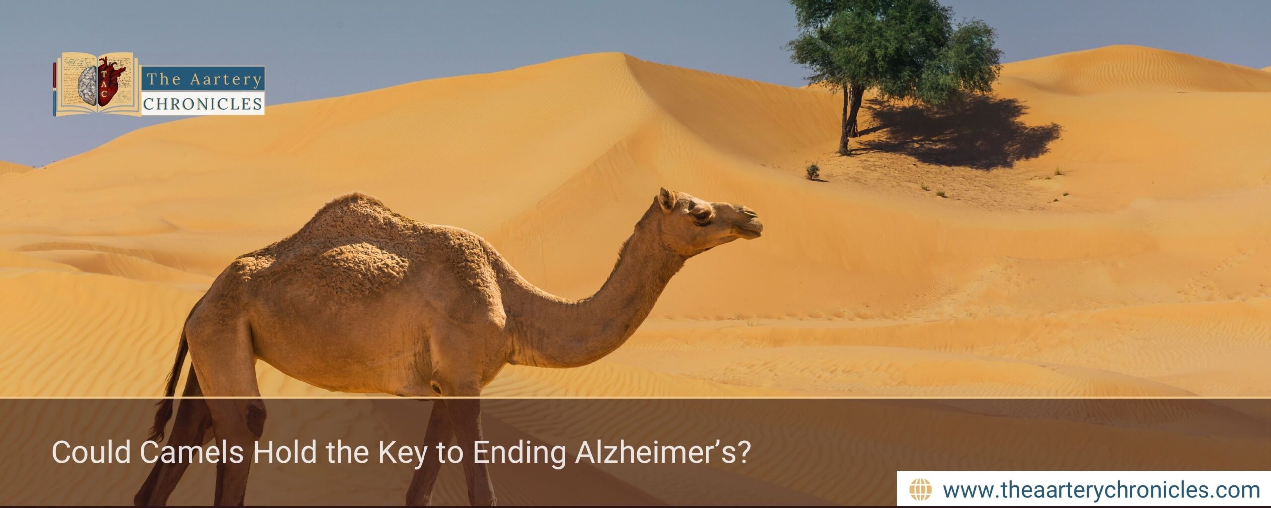 Could Camels Hold the Key to Ending Alzheimer’s?