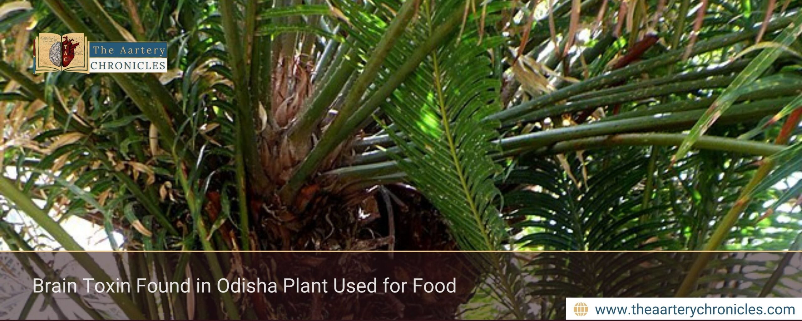 Brain Toxin Found in Odisha Plant Used for Food