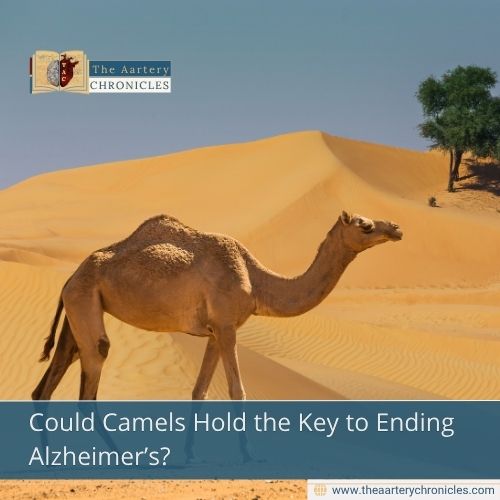 Could Camels Hold the Key to Ending Alzheimer’s?