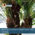 Brain Toxin Found in Odisha Plant Used for Food