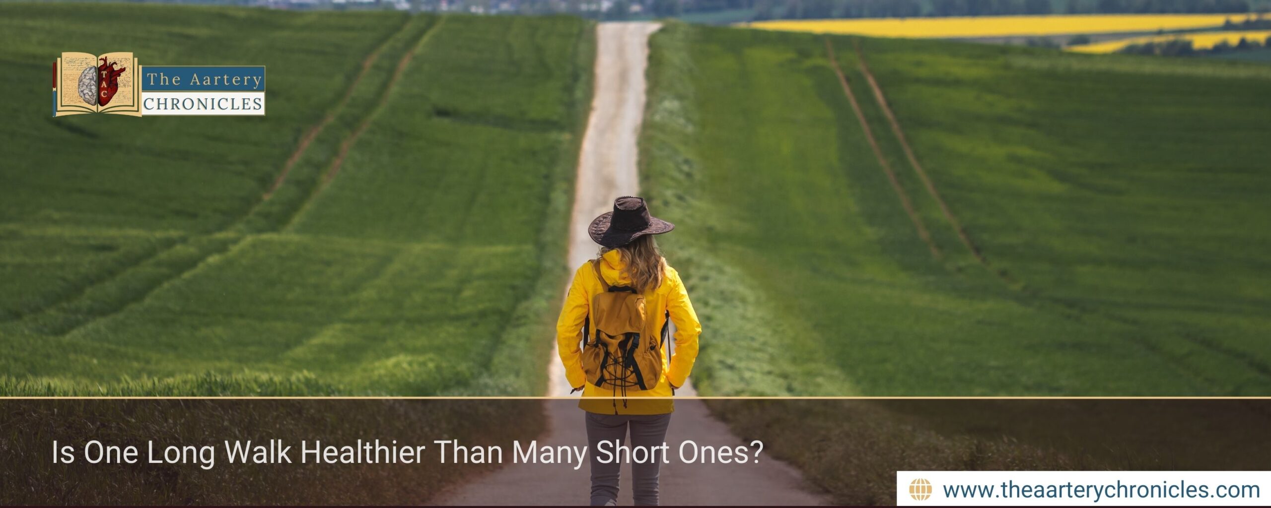 longer-walking-sessions-vs-short-walks-new-evidence-the-aartery-chronicles-tac