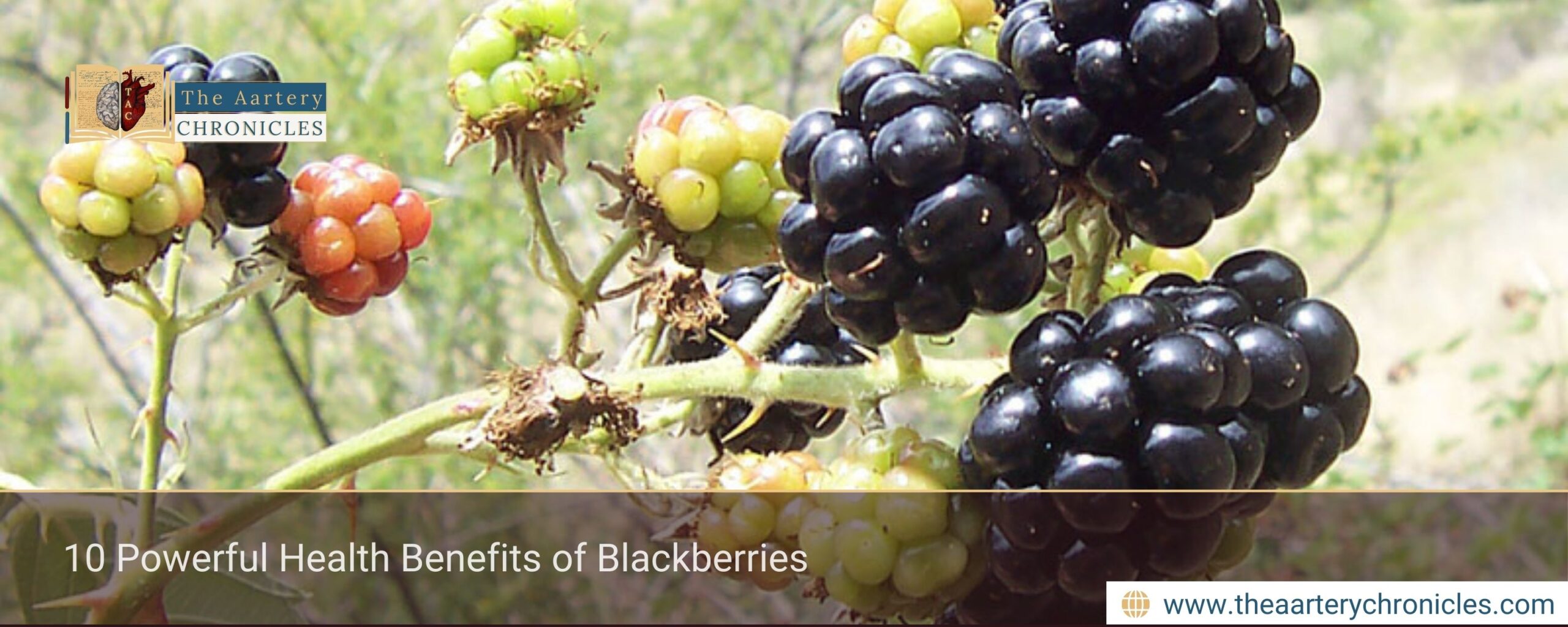 10 Powerful Health Benefits of Blackberries