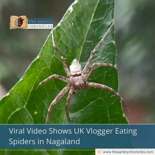 Viral Video Shows UK Vlogger Eating Spiders in Nagaland