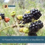 10 Powerful Health Benefits of Blackberries
