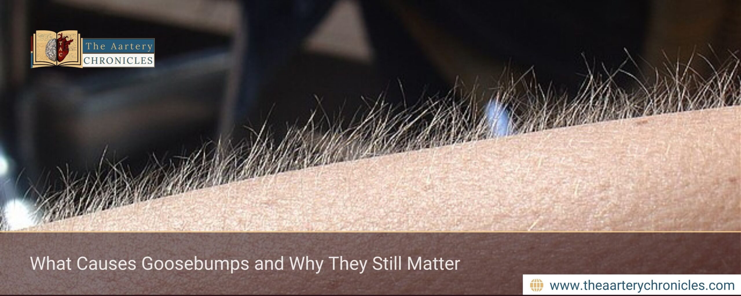 What Causes Goosebumps and Why They Still Matter
