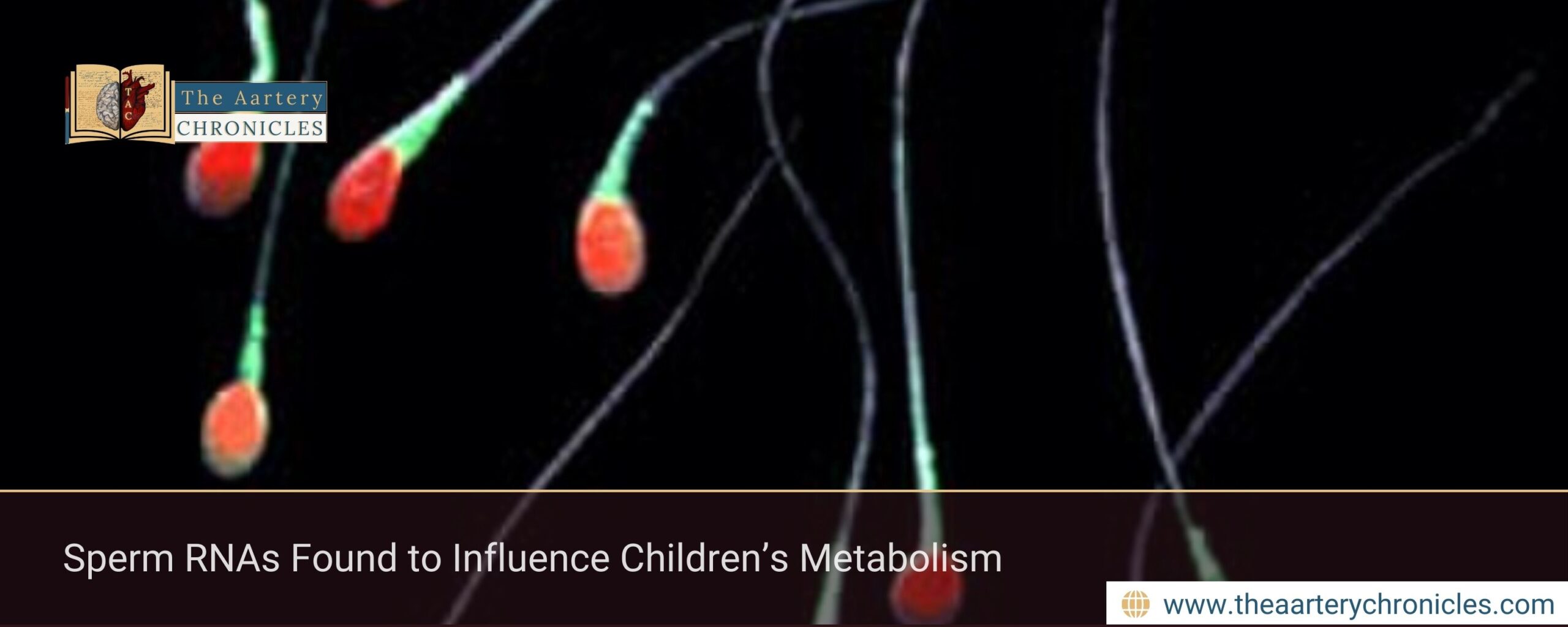 Sperm RNAs Found to Influence Children’s Metabolism