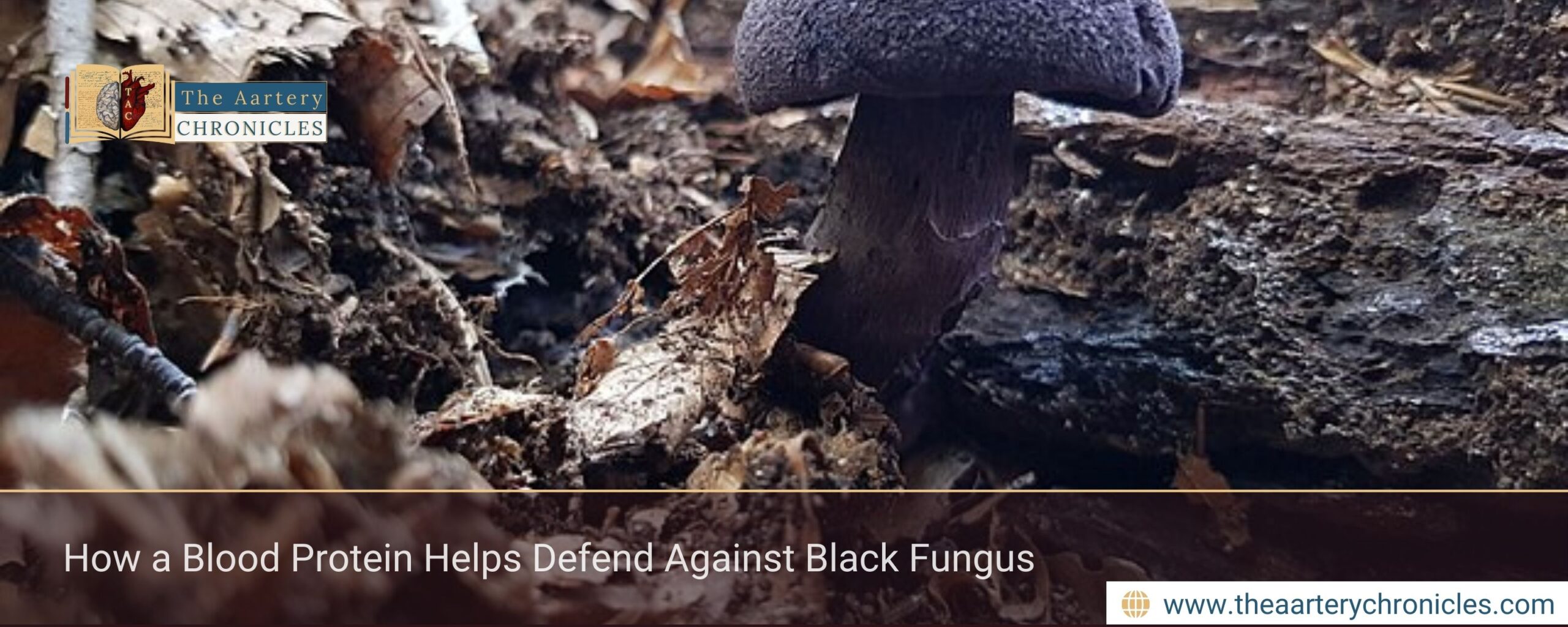 How a Blood Protein Helps Defend Against Black Fungus
