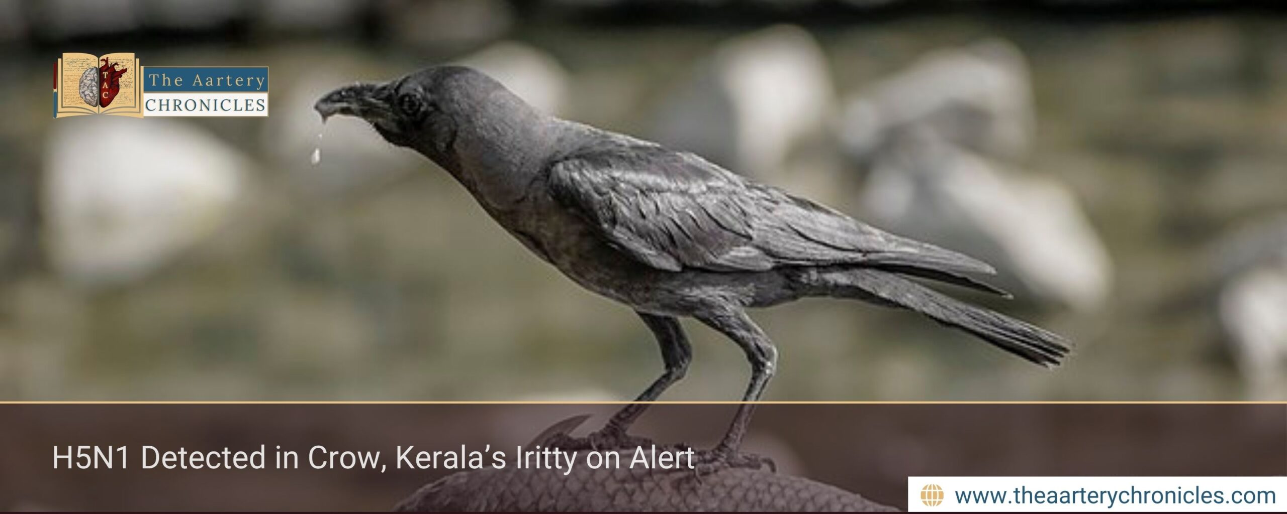 H5N1 Detected in Crow, Kerala’s Iritty on Alert