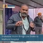 Snakebite Victim Brings Live Snake to Mathura Hospital