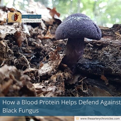 How a Blood Protein Helps Defend Against Black Fungus