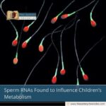Sperm RNAs Found to Influence Children’s Metabolism