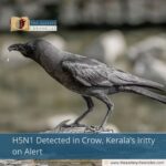 H5N1 Detected in Crow, Kerala’s Iritty on Alert