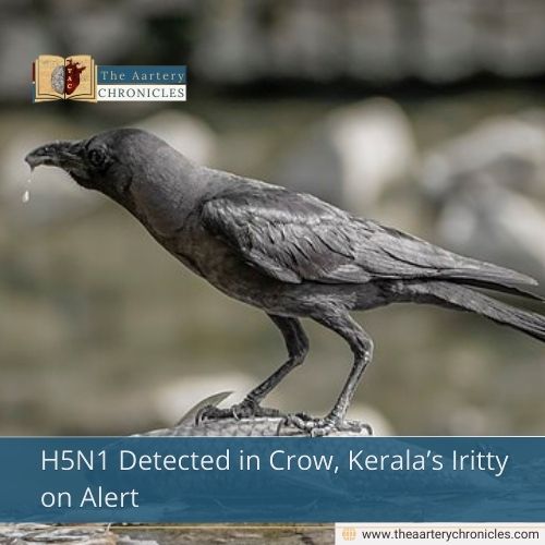 H5N1 Detected in Crow, Kerala’s Iritty on Alert