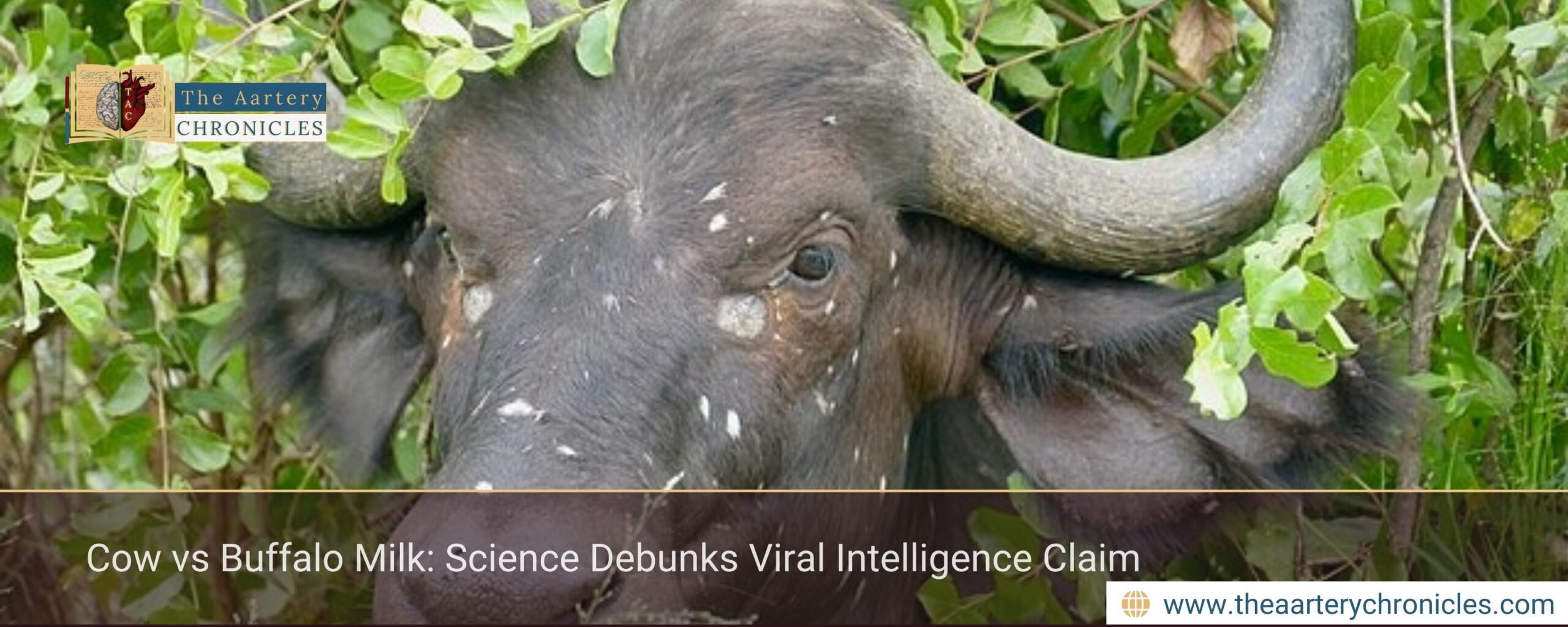 Cow vs Buffalo Milk: Science Debunks Viral Intelligence Claim