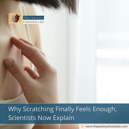 Why Scratching Finally Feels Enough, Scientists Now Explain