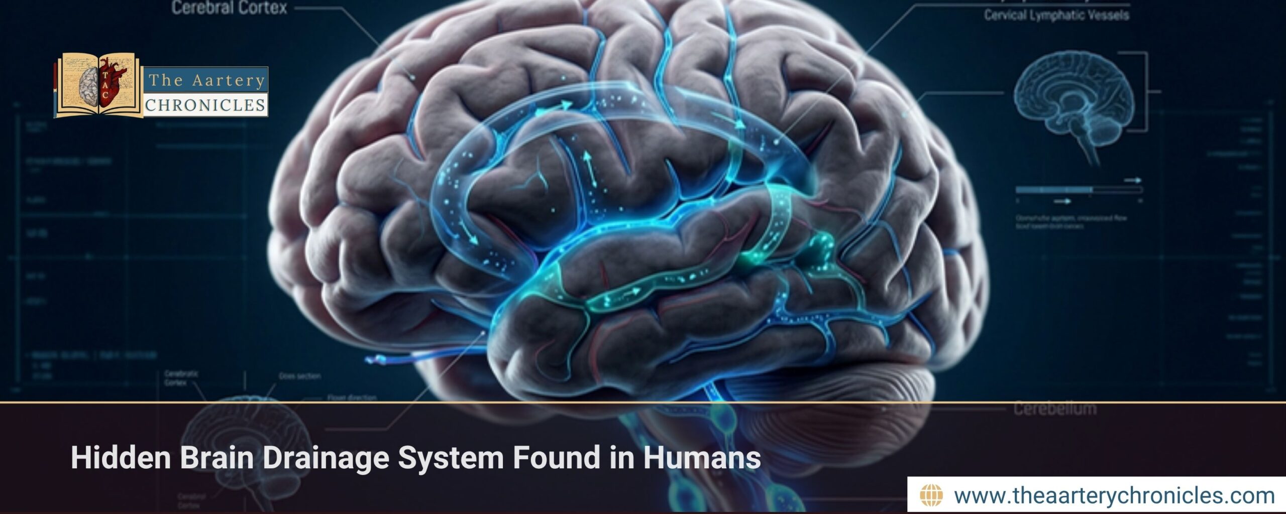 Hidden Brain Drainage System Found in Humans