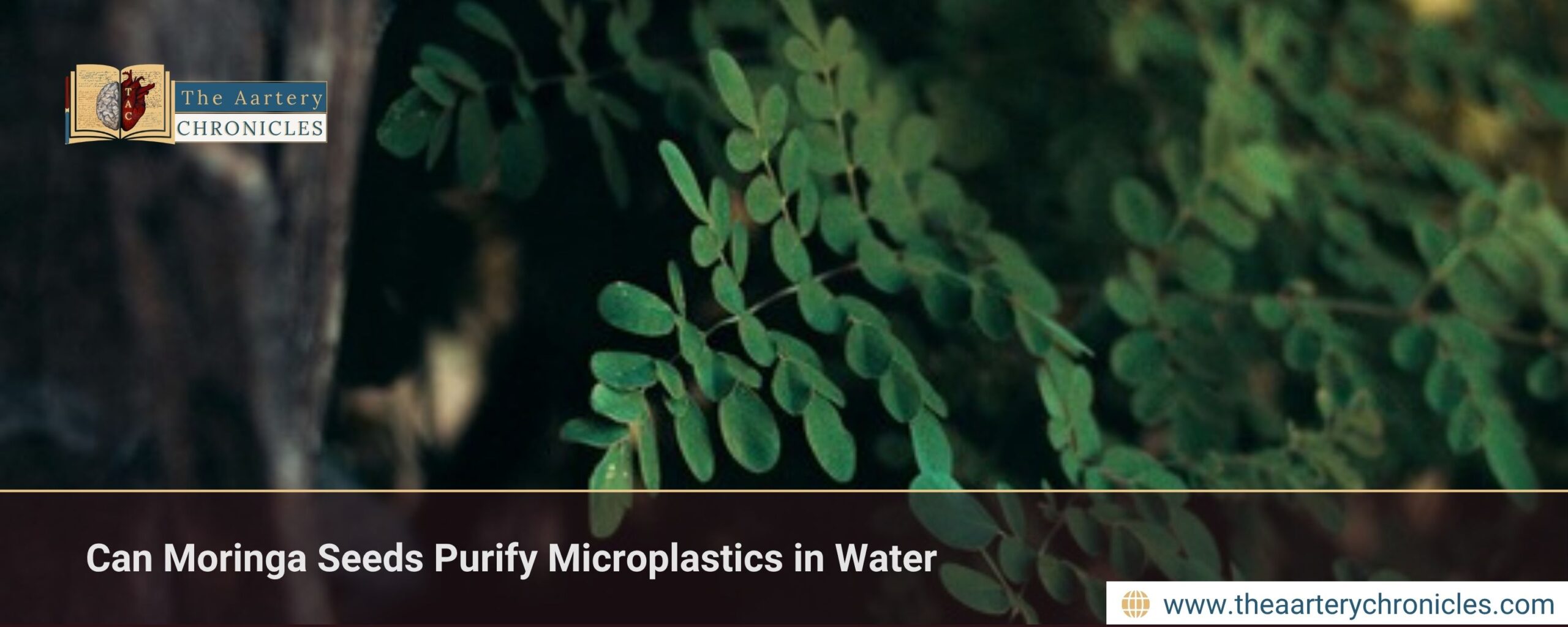 Can Moringa Seeds Purify Microplastics in Water