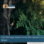 Can Moringa Seeds Purify Microplastics in Water