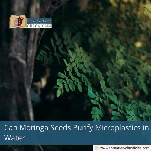Can Moringa Seeds Purify Microplastics in Water
