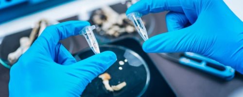 Micro Dose of Psilocybin Magic Mushrooms Prepared in University Laboratory for Scientific Experiment